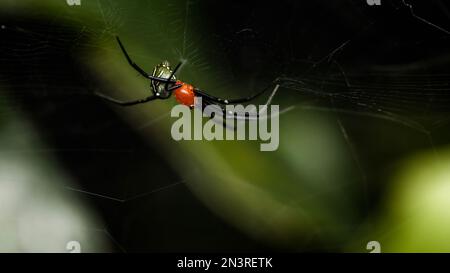 Orb weaver spider (Leucauge venusta) on web, Macro shot of insect and wildlife in nature. Stock Photo