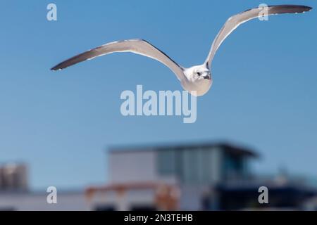 Seagulls in Progreso, Yucatan: Mexico Stock Photo