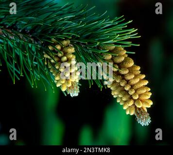 Black pine, blossom Stock Photo