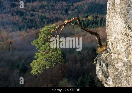Crippled mountain pine (Pinus mugo) on small rocky outcrop on hanging stone near Raichberg, Swabian Alb, Baden-Wuerttemberg (short Latsche), mountain Stock Photo