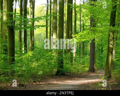 Beech forest in spring Stock Photo