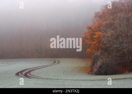 Path through a field covered with hoarfrost at the edge of a forest in Thuringia near Erfurt Stock Photo