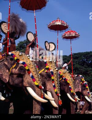 Caparisoned elephants in Pooram festival, Thrissur or Trichur, Kerala, India, Asia Stock Photo