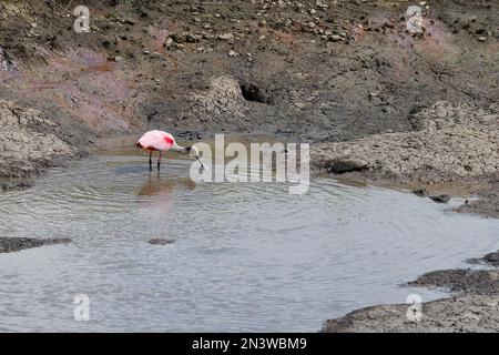 Roseate spoonbill (Platalea ajaja) foraging, near San Ignacio de Moxos, Beni Department, Bolivia Stock Photo