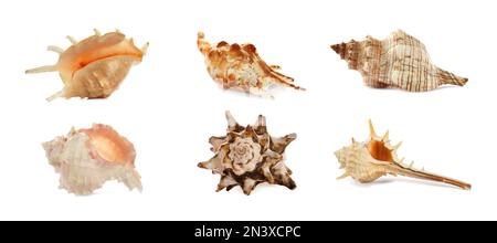 Set of different beautiful sea shells on white background. Banner design Stock Photo