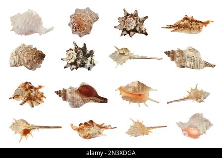 Set of different beautiful sea shells on white background Stock Photo