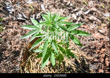 Marijuana leaves - cannabis plant tree growing in pot on nature green background, Hemp leaf for extract medical healthcare natural - top view Stock Photo