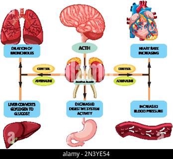 Stress response anatomical diagram with inner organs illustration Stock ...