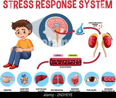 Stress response system scheme illustration Stock Vector