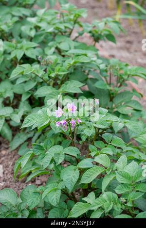 Potato Blue Danube, Solanum tuberosum Blue Danube, early maincrop, Scottish basic seed potato foliage and flowers Stock Photo