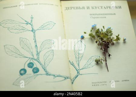Close up blue wildflowers bunch lying on open book pages concept photo Stock Photo