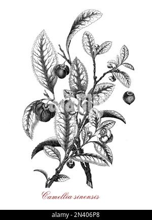 Tea Tree Drawing | Check out this beautiful detailed drawing… | Flickr