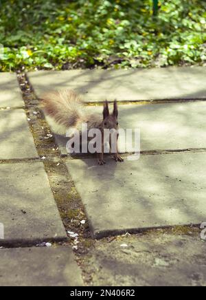 Close up wild squirrel standing on brick paver walkway in park concept photo Stock Photo