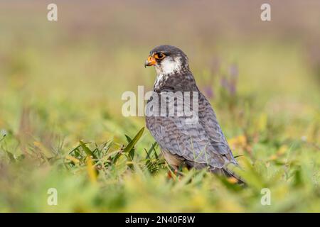 Amur falcon, Falco amurensis. It breeds in south-eastern Siberia and Northern China before migrating in large flocks across India and over the Arabian Stock Photo