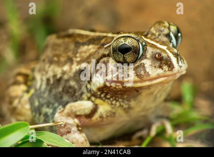 The Indian burrowing frog, Sphaerotheca breviceps., Satara, Maharashtra, India Stock Photo