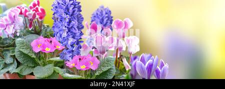 closeup on beautiful pink and violet spring flowers blooming on yellow background in panoramic view Stock Photo