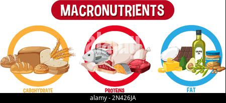 Main food groups macronutrients vector illustration Stock Vector