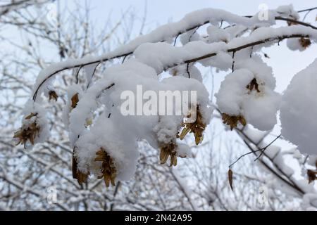 Dry leaves and seeds on hornbeam branches during winter snowfall. Stock Photo