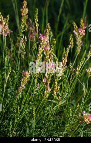 Onobrychis viciifolia inflorescence, common sainfoin with pink flowers, mediterranean nature, Eurasian perennial herbs. Stock Photo