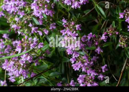 The macrophoto of herb Thymus serpyllum, Breckland thyme. Breckland wild thyme, creeping thyme, or elfin thyme blossoms close up. Natural medicine. Cu Stock Photo