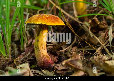 Suillellus luridus, formerly Boletus luridus, commonly known as the lurid bolete with forest trees in the background. Stock Photo