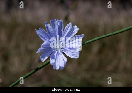 Blue Chicory flowers, close up. Violet Cichorium intybus blossoms, called as sailor, chicory, coffee weed, or succory is a somewhat woody, herbaceous Stock Photo