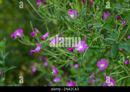 willow-herb epilobium hirsutum during flowering. Medicinal plant with red flowers. Stock Photo