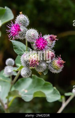 Arctium tomentosum, commonly known as the woolly burdock or downy burdock, is a species of burdock belonging to the family Asteraceae. Stock Photo