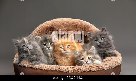 group of five different colored kittens together resting inside of basket pet carrier looking out Stock Photo
