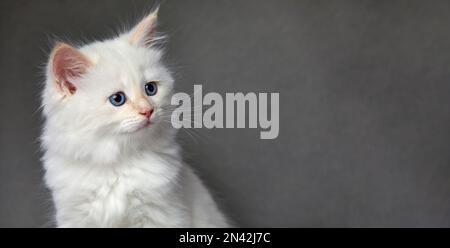 Fluffy playful white cat on a gray background Looks up and sideways Stock Photo