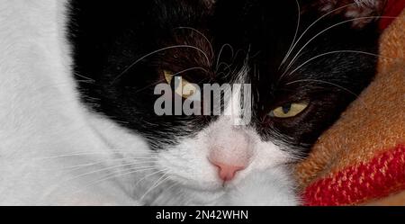 Image of the muzzle of a domestic cat lying on a blanket with open eyes Stock Photo