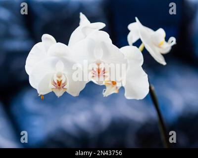 Beautiful blooming white Orchid Phalaenopsis on dark blue background. Stock Photo