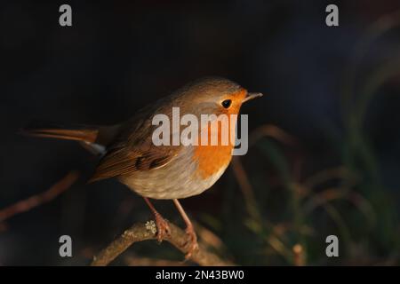 European robin on a branch, warm sunset colors	 European robin on a branch, warm sunset colors Stock Photo