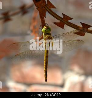 Closeup of dragonfly Anisoptera that is sitting on rusty razor wire on brick wall background. Stock Photo