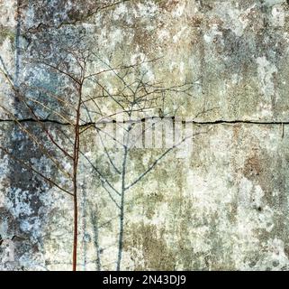 Background from an old stone weathered wall with a shadow from a thin tree. Stock Photo