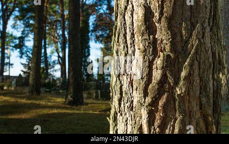 The trunk of a pine tree with rough bark is illuminated by a beam of sun from the left. Stock Photo
