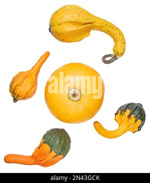 Group of decorative multicolored mini pumpkins isolate on white background. Stock Photo