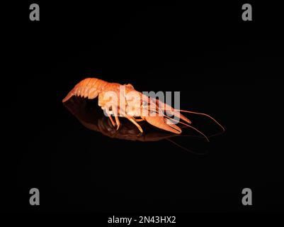Boiled red crayfish is reflected in a black mirror surface. Stock Photo