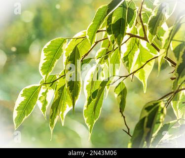 The leaves of the ficus variegata plant are translucent through the rays of the sun. Stock Photo