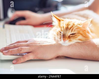 Man is typing at the computer keyboard. Cute ginger cat dozing on man's hand. Furry pet cuddling up to it's owner and getting in the way of his work. Stock Photo