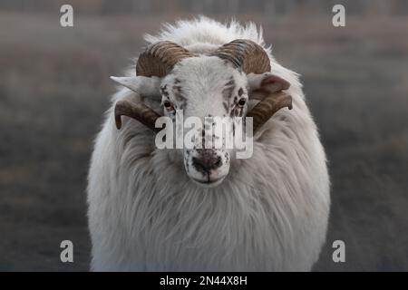 a portrait of a white horned heath (Heidschnucke) on a soft matte pastel background Stock Photo