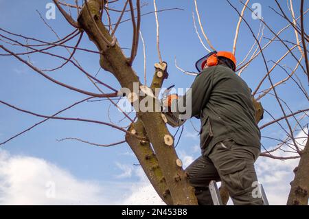 Gardening operator pruning trees with a chainsaw. Stock Photo