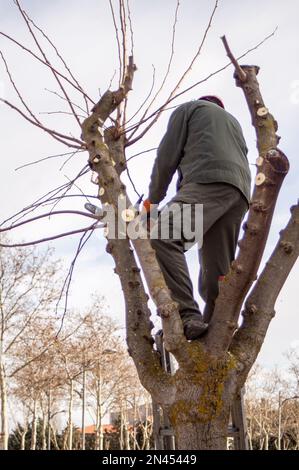 Gardening operator pruning trees with a chainsaw. Stock Photo