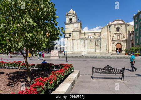 Poinsettias planted for Christmas in the Zocalo Square by the Metropolitan Cathedral in historic Oaxaca, Mexico. Stock Photo