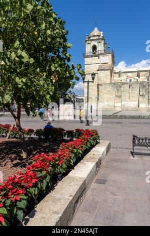 Poinsettias planted for Christmas in the Zocalo Square by the Metropolitan Cathedral in historic Oaxaca, Mexico. Stock Photo