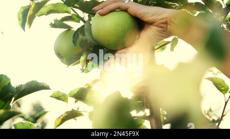 close-up, in the sun's rays, women's hands tear off , picking large ripe green, varietal, selective apples. harvesting apples in the garden, on the farm. High quality photo Stock Photo