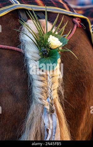 Horse tail hi-res stock photography and images - Alamy