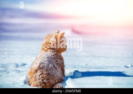Portrait of a kitten sitting on the snow back to the camera Stock Photo