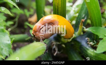 Rotting zucchini in the garden. Lack of trace elements and excess moisture. Stock Photo