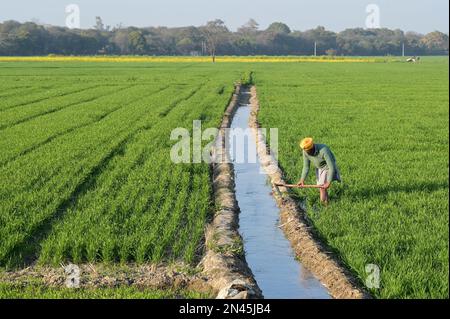 INDIA, Punjab, Lehragag, farmer in wheat field with small irrigation canal, in Punjab started the green revolution in the 1960´s to increase food production with irrigation systems, use of agrochemicals and high yielding hybrid seeds, behind mustard field / INDIEN, Punjab, Farmer im Weizenfeld mit Bewässerung, in den 1960´Jahren startete im Punjab die Grüne Revolution zur Steigerung von Erträgen durch Hochertragssorten, Bewässerung und Nutzung von Agrarchemie Stock Photo